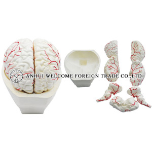 Model of Brain and Brain Artery Model